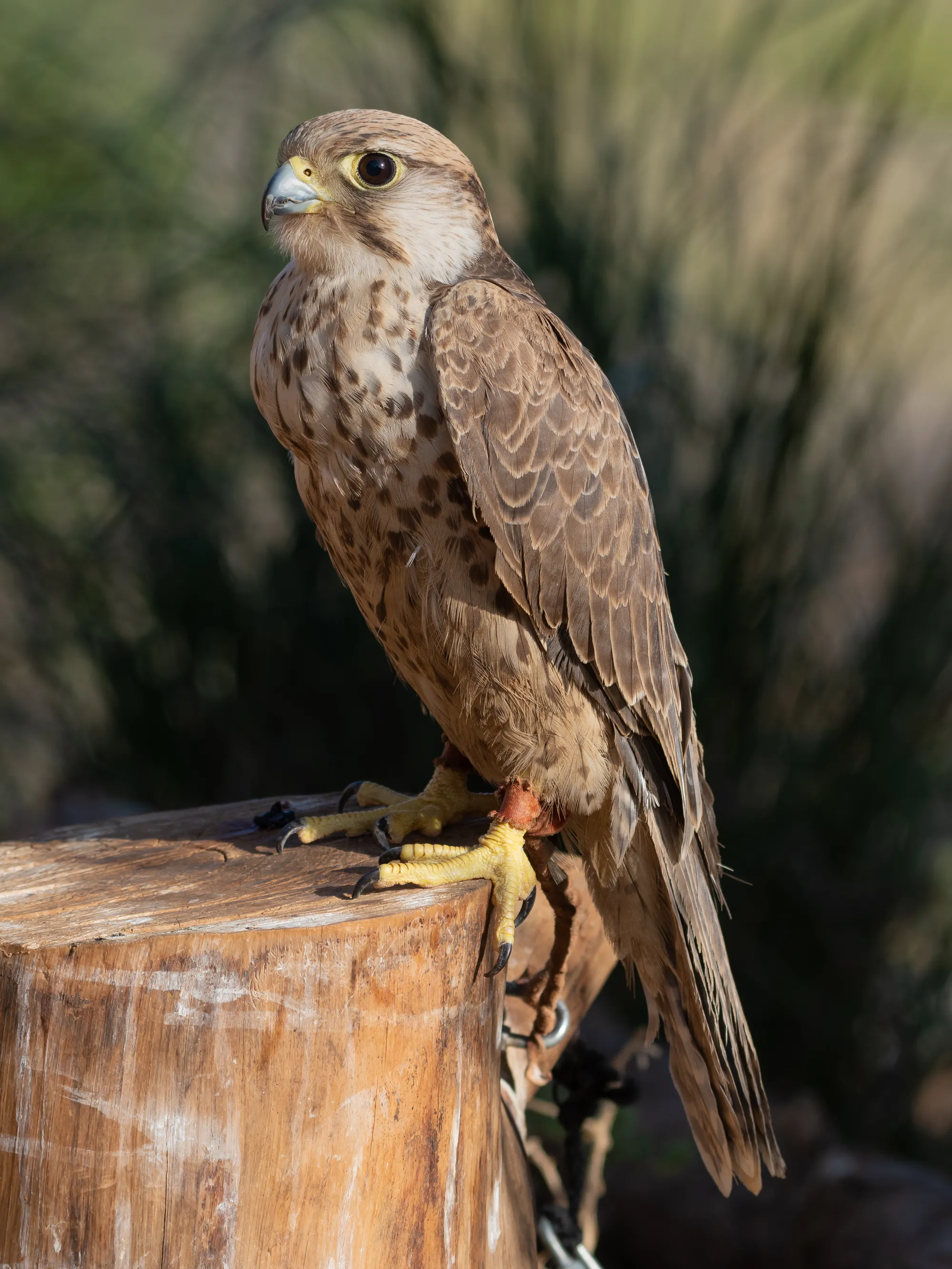 Ein Falke in El Haouaria