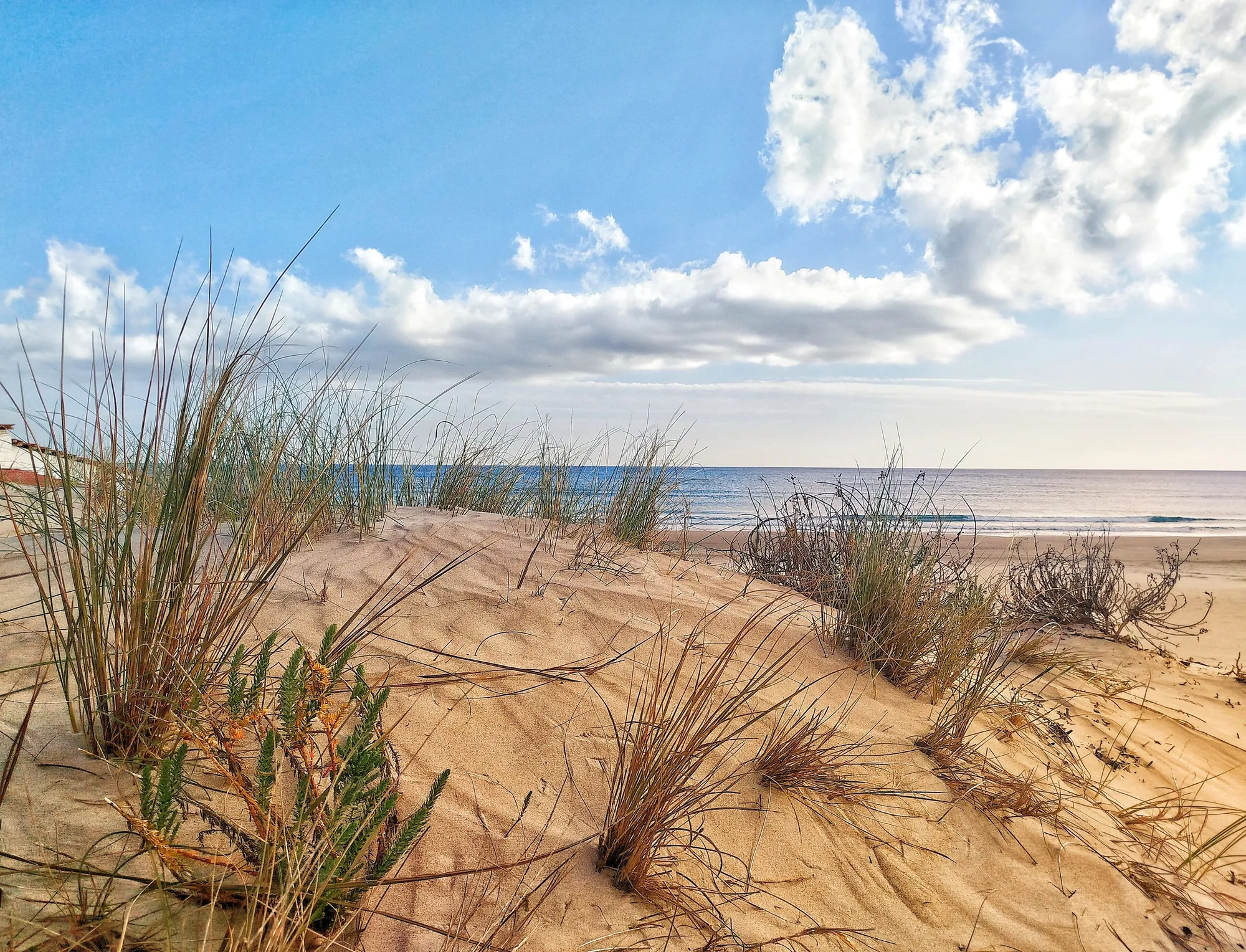 Dünen und Strandhafer am Strand